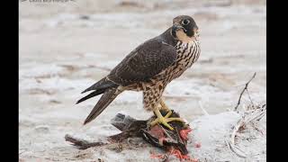 10 Facts About Peregrine Falcons [upl. by Herstein]