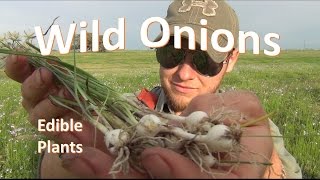 How to Identify and Pick Wild Onion [upl. by Kellyann]