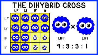 Mendelian Genetics The Dihybrid Cross [upl. by Elayor]