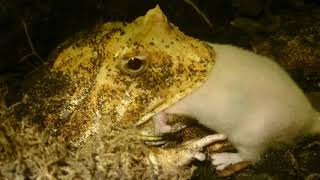 GRAPHIC Pacman Frog Eats Live Mouse Ceratophrys Ornata [upl. by Dnalyr]