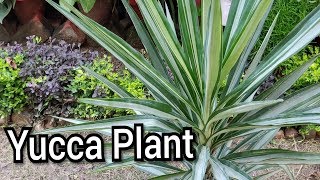 Yucca plant care tips [upl. by Imot]