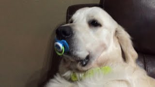 Dog Refuses to Give Up Pacifier [upl. by Ennaihs23]