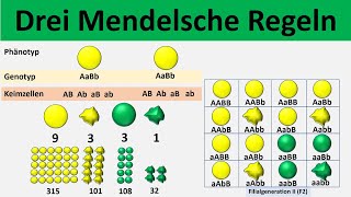 Mendelsche Regeln 1 Uniformitätsregel  2 Spaltungsregel  3 Unabhängigkeitsregel  Biologie [upl. by Ahsirtak]