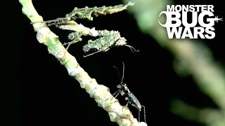 Moss Mantis Vs Jungle Tiger Beetle  MONSTER BUG WARS [upl. by Seravat]