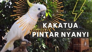 BURUNG KAKATUA PINTER NYANYI [upl. by Elyrrad]