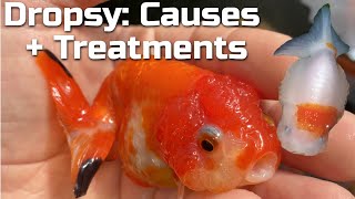 GOLDFISH DROPSY  What it is Why it Happens amp How to Treat it [upl. by Mylor]