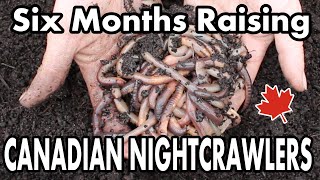 Raising Canadian Nightcrawlers At Home  6 Month Update On Our DIY Dew Worm Bait Farm [upl. by Behlau]