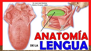 🥇 ANATOMÍA DE LA LENGUA ¡Explicación Fácil y Sencilla [upl. by Conard]