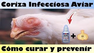 ¿Como Curar el Ojo Hinchado en los Pollos Coriza Infecciosa Aviar [upl. by Tezil571]