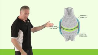 Injuries to Articular Cartilage [upl. by Aerehs]