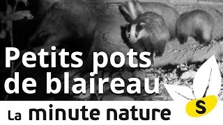 Ep 9  LES PETITS POTS DU BLAIREAU [upl. by Barb]