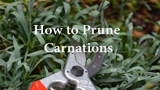 How to Prune Carnations or Dianthus [upl. by O'Shee]