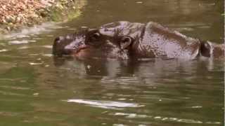 Sierra Leone Tourism Nature by NTBSL [upl. by Mchail975]