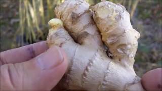 Growing and Harvesting Your Own Ginger Root [upl. by Gargan]