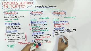 Osmoregulation in plants  mesophytes xerophytes And hydrophytes  Class 12 Biology [upl. by Lorna]