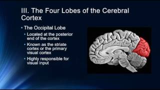 Introduction to the Cerebral Cortex [upl. by Eelidnarb746]