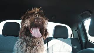 Wirehaired Pointing Griffon Living His Best Life [upl. by Irab]