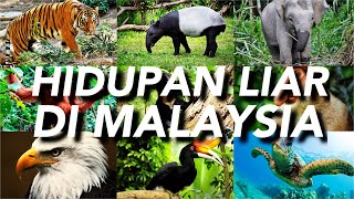 HIDUPAN LIAR DI MALAYSIA [upl. by Lucias]