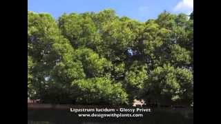 Ligustrum lucidum  Glossy Privet [upl. by Honna]