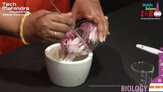 DNA Extraction from Onion [upl. by Harbour528]