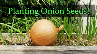 Planting Onion Seeds For Beginners [upl. by Elrae334]