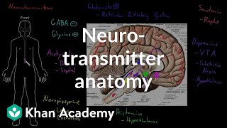 Neurotransmitter anatomy  Organ Systems  MCAT  Khan Academy [upl. by Aleinad545]