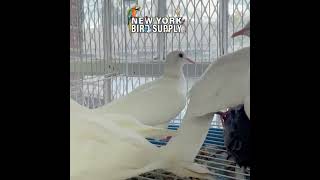 New York Bird supply  Doves White [upl. by Schaaff]