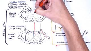 Sensory Tracts  Dorsal Column Medial lemniscus Pathway [upl. by Ahsekyw]