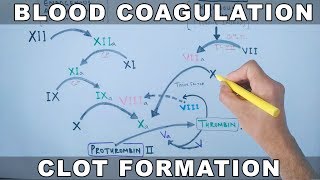 Coagulation Cascade  Intrinsic and Extrinsic Pathway [upl. by Kristian]