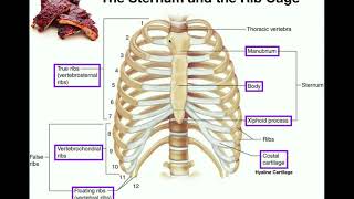 Anatomy  The Sternum Rib Cage amp Vertebrae [upl. by Ardnossak]