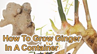 How To Grow Ginger Root  Start To Finish [upl. by Pearle]