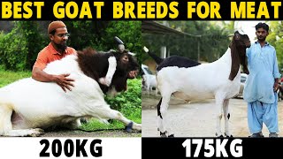 Goat Farming for Meat Production [upl. by Arihat]