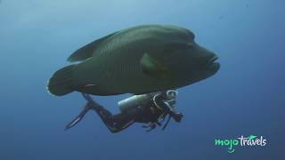 Top 10 Most Awesome Scuba Diving Spots Ever [upl. by Pack]