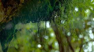 Regen in der Natur Regengeräusche zum Einschlafen 6 Stunden Naturgeräusche in 4K [upl. by Naegem777]