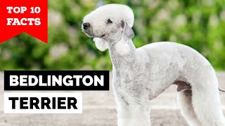 Bedlington Terrier  Top 10 Facts [upl. by Sonaj417]