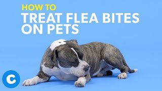 How to Treat Flea Bites on Dogs amp Cats  Chewy [upl. by Tsuda113]