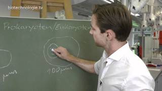 Kreidezeit 88 Prokaryoten  Eukaryoten [upl. by Strain]