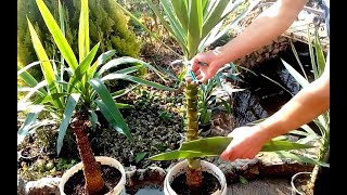 How to grow Yucca plants from cuttings [upl. by Naugan]