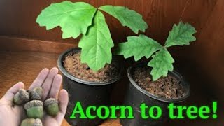 How to grow a White Oak tree from acornseed [upl. by Sverre]