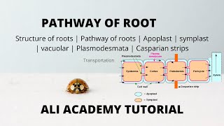 symplast And Apoplast Pathway  Transportation  Class 11 Biology [upl. by Nino]