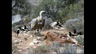 THE GRIFFON VULTURE [upl. by Knipe143]