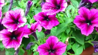 How to Grow Petunias from Seed [upl. by Idnahs]