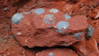 43 fossilized dinosaur eggs found in China [upl. by Teodor]