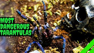 Top 10 Most DANGEROUS Tarantulas [upl. by Alrak]