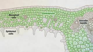 Photosynthesis Part 3 Leaf Structure  HHMI BioInteractive Video [upl. by Airan]