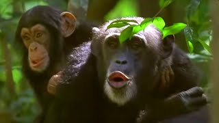 Human and Primate Relationship  Cousins  BBC Earth [upl. by Arimihc]