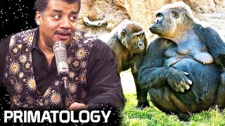 StarTalk Podcast Cosmic Queries – Primatology [upl. by Eimia]