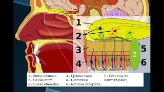 Neurociencias Olfato [upl. by Jean-Claude]