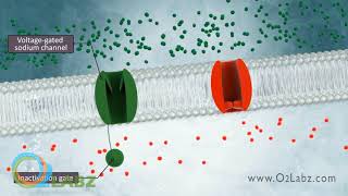 The Excitable Cell And Resting Membrane Animation [upl. by Sonni]