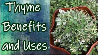 Benefits of Thyme [upl. by Hajile]